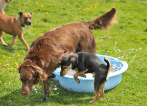 Doggy_Day_Care_3 slider